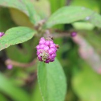 Lantana trifolia L.